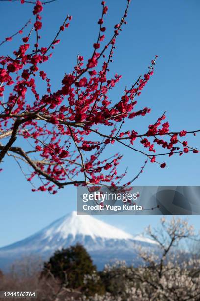 mt. fuji and apricot blossoms - prunus mume fotografías e imágenes de stock