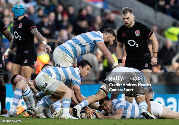 Gonzalo Bertranou of Argentina gathers the ball from the scrum during the Autumn International match between England and Argentina at Twickenham...