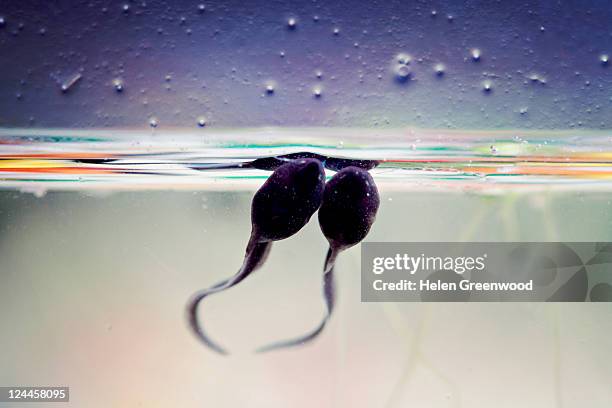 tadpoles in tank - kaulquappe stock-fotos und bilder