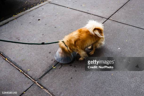 Dog wearing a pet cone is seen on Manhattan, New York, United States, on October 22, 2022.