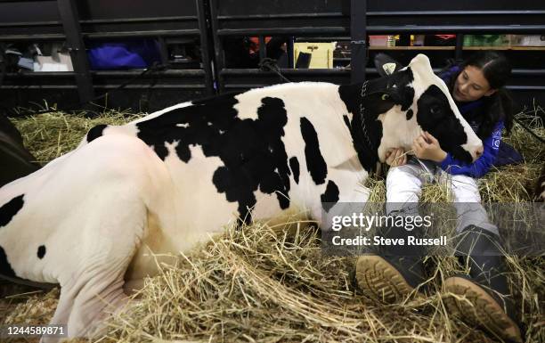 Club members Sophia Worsley rests with her jersey calf after judging at the 100th Royal Winter Fair at the Canadian National Exhibition grounds in...