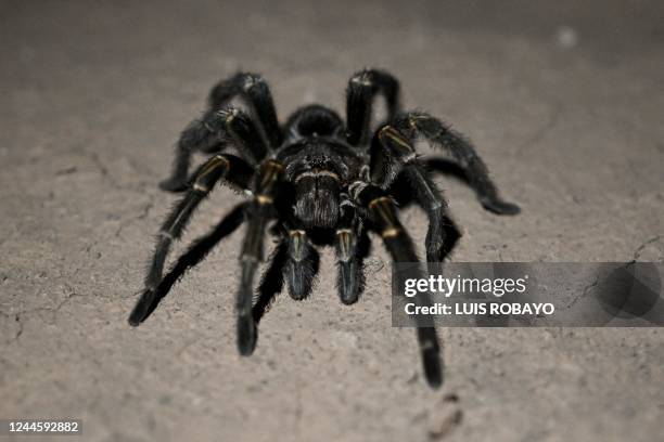 Tarantula walks at El Impenetrable National Park, Chaco province, Argentina, on October 28, 2022. - Like huge scars in the forest of the Gran Chaco,...
