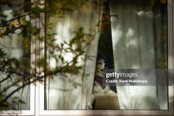 Dog barks from a window as volunteer Michelle Bortnick, of Royal Oak, walks along Lincoln drive door knocking, and asking for voter support of...