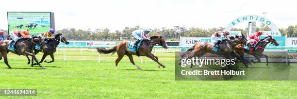 Mondo ridden by Dean Yendall wins the bet365 Protest Promise Maiden Plate at Bendigo Racecourse on November 09, 2022 in Bendigo, Australia.