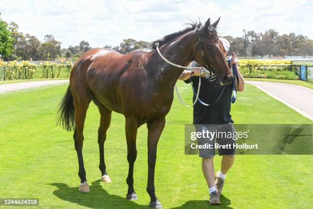 Mondo after winning the bet365 Protest Promise Maiden Plate at Bendigo Racecourse on November 09, 2022 in Bendigo, Australia.