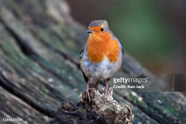 Robin sits on a fallen tree branch at RSPB Loch Leven nature reserve, on November 9 in Kinross, Scotland.
