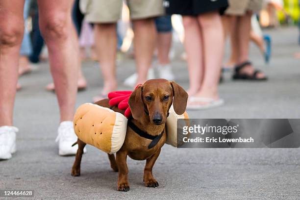 dog dressed up as hot dog with ketchup - animal themes stock pictures, royalty-free photos & images