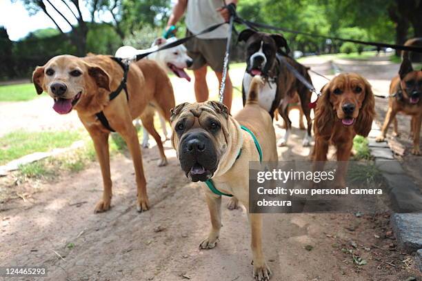 dog walker in buenos aires - dog lead stock pictures, royalty-free photos & images