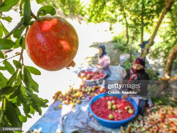 Women remove seeds from the skin and rind of pomegranates after harvesting in the village of Gecit near Karakaya Dam Lake in Cungus district of...