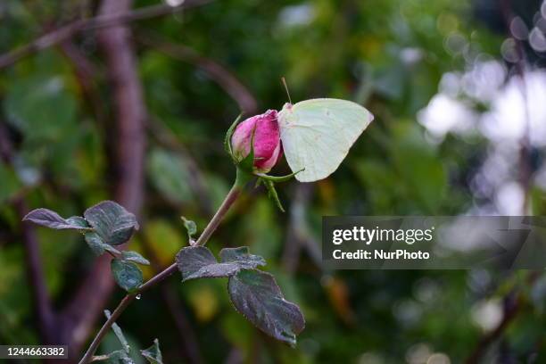 Butterfly sitting on a rose flower in garden in Poonch area of Jammu and Kashmir