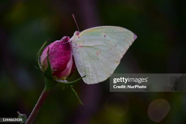 Butterfly sitting on a rose flower in garden in Poonch area of Jammu and Kashmir