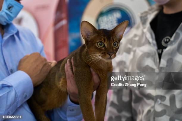An Abyssinian cat is taken by his owner to a pure bred cat appraisal activity held in a shopping mall. Chinas pet industry has grown rapidly over the...