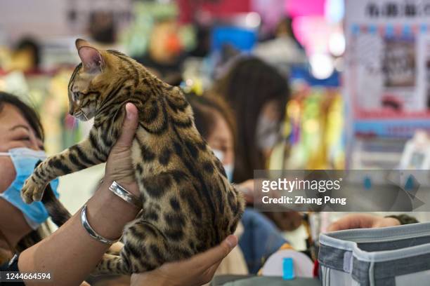 Woman is holding high her tabby cat to share with others during a pure bred cat appraisal activity held in a shopping mall. Chinas pet industry has...