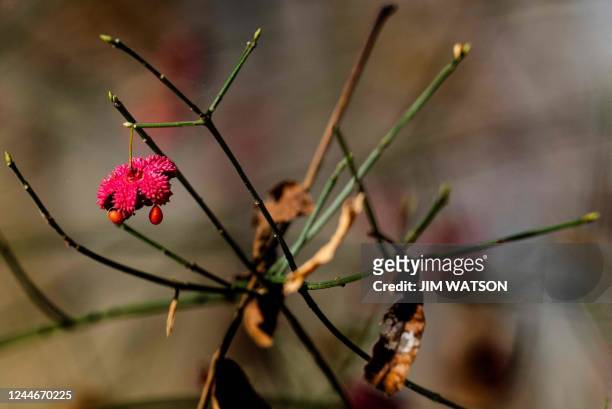 Heart's-abursting, a fuchsia pink fruit that bursts open to reveal orange seeds during Fall at Adkins Arboretum in Ridgely, Maryland, on November 10,...