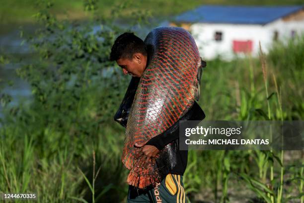 Fisherman carries a Pirarucu at the Mamiraua Sustainable Development Reserve in Fonte Boa, Amazonas state, Brazil, on November 5, 2022. - Pirarucus...