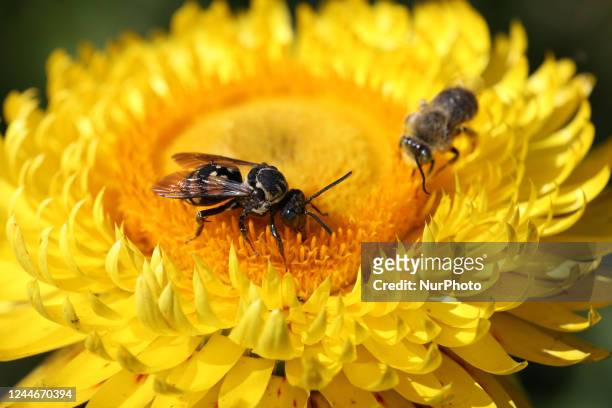 Cuckoo Bee and a Honeybee on a flower in Markham, Ontario, Canada, on August 27, 2022.