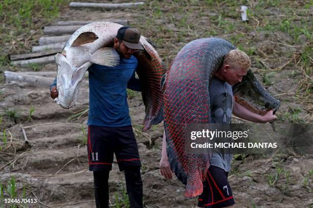 Fishermen carry fresh Pirarucus at the Mamiraua Sustainable Development Reserve in Fonte Boa, Amazonas state, Brazil, on November 4, 2022. -...