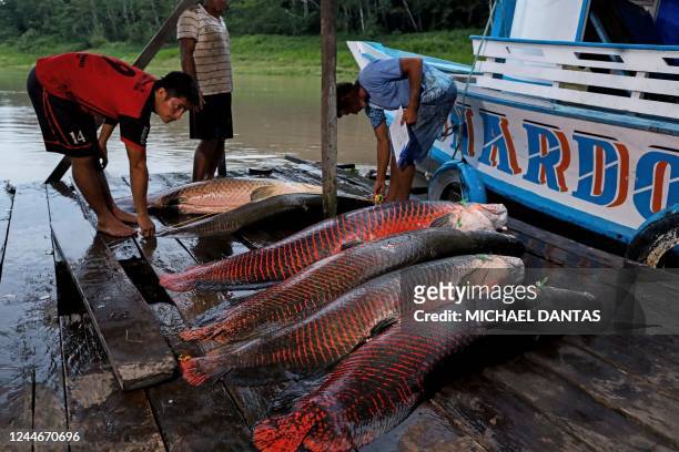 Fishermen unload a catch of Pirarucus on a dock at the Mamiraua Sustainable Development Reserve in Fonte Boa, Amazonas state, Brazil, on November 4,...