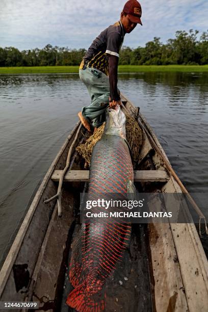 Fisherman catches a Pirarucu at the Mamiraua Sustainable Development Reserve in Fonte Boa, Amazonas state, Brazil, on November 5, 2022. - Pirarucus...