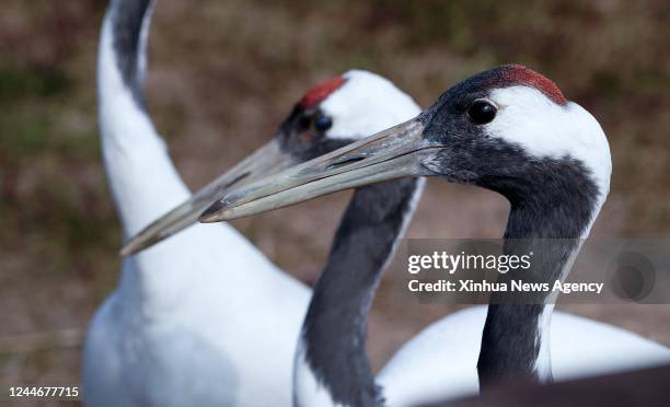 Red-crowned cranes are seen at the Jiangsu Yancheng Wetland and Rare Birds National Nature Reserve in Yancheng, east China's Jiangsu Province, Nov....