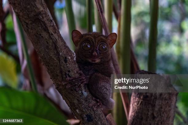 Tarsius Bancanus, or Horsfields Tarsier, known locally as the Mentilin, holds onto a tree branch at a Wildlife Rescue Center, Alobi Foundation, in...