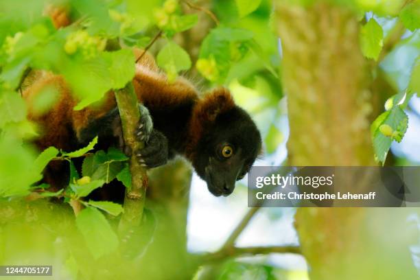 close up on a lemur vari roux (varecia rubra) in a tree - lemur stock-fotos und bilder