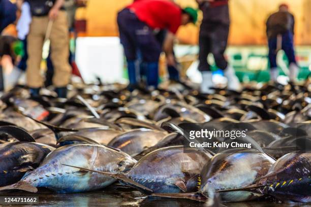 tuna fish auction - auction ストックフォトと画像