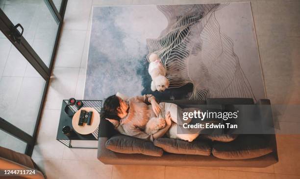 an asian chinese teenager girl enjoying her raining day at home living room playing with her pets - home sweet home dog stock pictures, royalty-free photos & images
