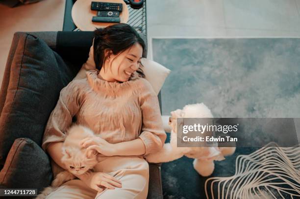 een aziatisch chinees tienermeisje dat van haar regenende dag thuis woonkamer geniet die met haar huisdieren speelt - cat and owner stockfoto's en -beelden