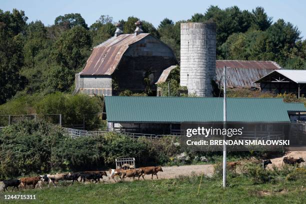 Dairy cows walk to a milking station at the Meadow Creek Dairy Farm on October 5 in Galax, Virginia. - With a hundred head of cattle grazing the...