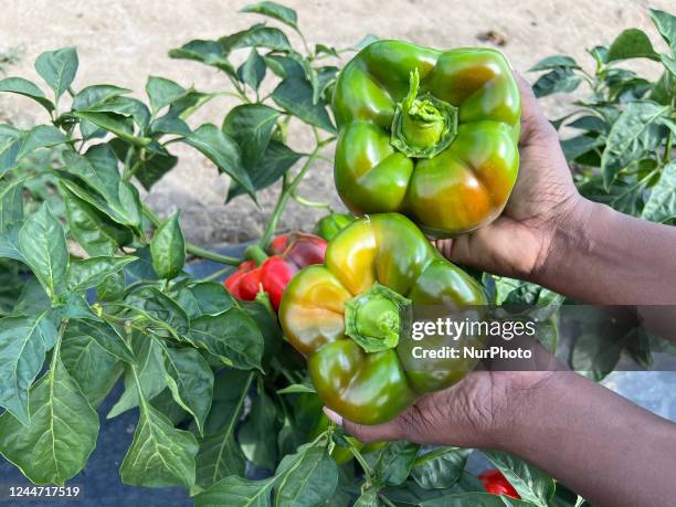 Woman picking bell peppers at a farm in Markham, Ontario, Canada, on September 10, 2022.