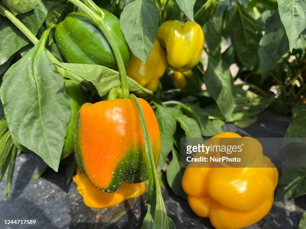 Bell peppers growing at a farm in Markham, Ontario, Canada, on September 10, 2022.