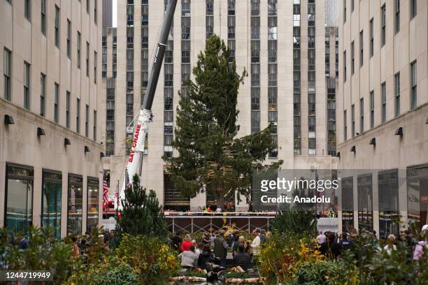 The Rockefeller Center Christmas tree was lifted into place after arriving in the plaza in New York City on Saturday . About 100 spectators watched...