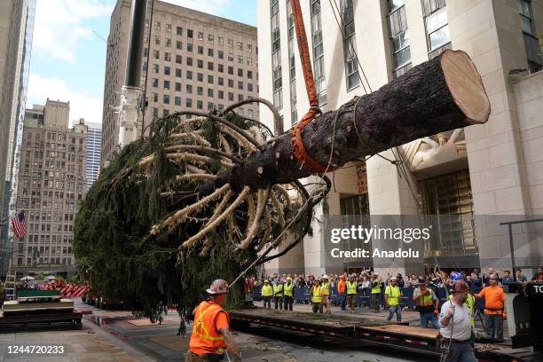 The Rockefeller Center Christmas tree was lifted into place after arriving in the plaza in New York City on Saturday . About 100 spectators watched...