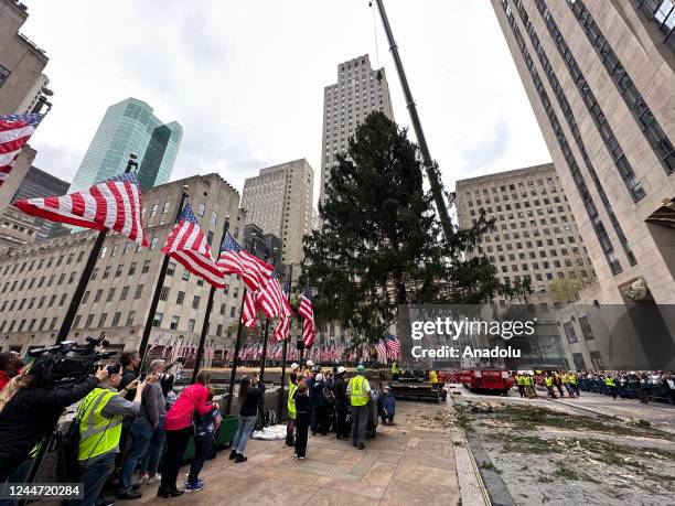 The Rockefeller Center Christmas tree was lifted into place after arriving in the plaza in New York City on Saturday . About 100 spectators watched...