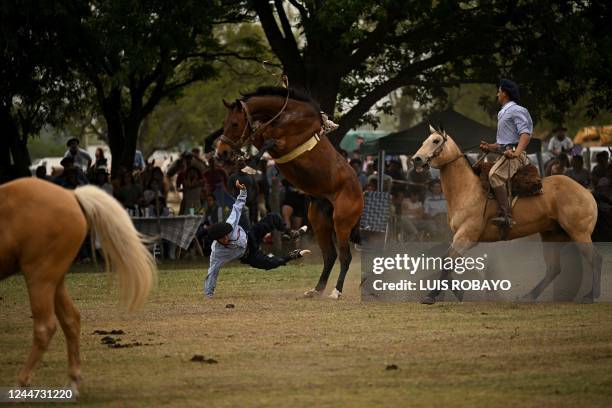 Gaucho falls from a colt at a rodeo exhibition during the 83rd Tradition Festival in San Antonio de Areco, Argentina, on November 12, 2022. The...