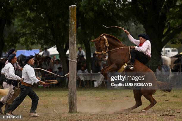 Gaucho rides a colt at a rodeo exhibition during the 83rd Tradition Festival in San Antonio de Areco, Argentina, on November 12, 2022. The...