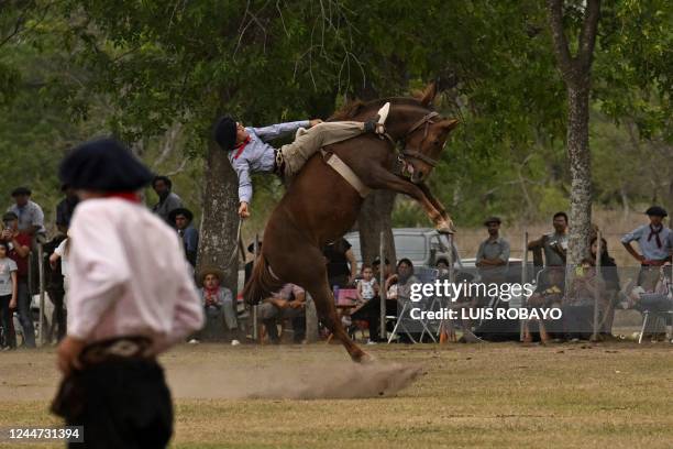 Gaucho falls from a colt at a rodeo exhibition during the 83rd Tradition Festival in San Antonio de Areco, Argentina, on November 12, 2022. Riders in...