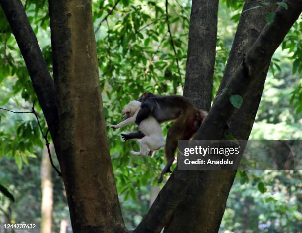 Monkey carrying a puppy are seen around the park in Dhaka, Bangladesh on November 11, 2022. A monkey was spotted carrying a puppy around the park....