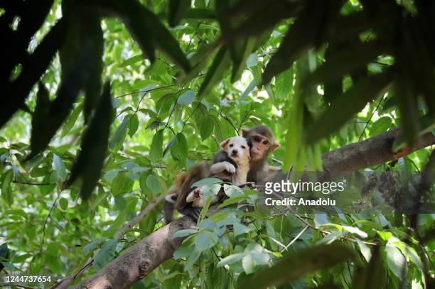 Monkey carrying a puppy are seen around the park in Dhaka, Bangladesh on November 11, 2022. A monkey was spotted carrying a puppy around the park....