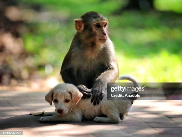 Monkey carrying a puppy are seen around the park in Dhaka, Bangladesh on November 11, 2022. A monkey was spotted carrying a puppy around the park....