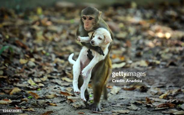 Monkey carrying a puppy are seen around the park in Dhaka, Bangladesh on November 11, 2022. A monkey was spotted carrying a puppy around the park....