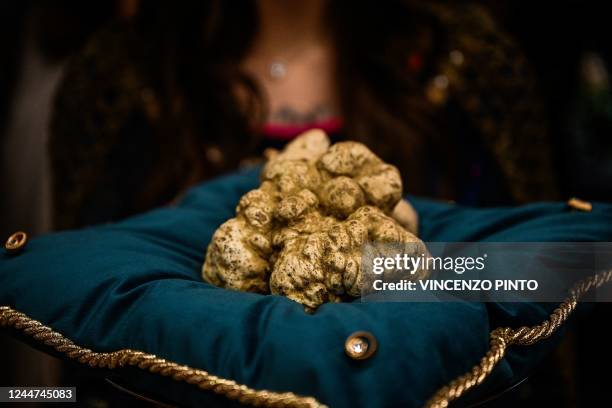 Grams Alba white truffle to be auctioned is displayed on November 13, 2022 at the Castle of Grinzane Cavour, northern Italy, during the 23rd Alba...