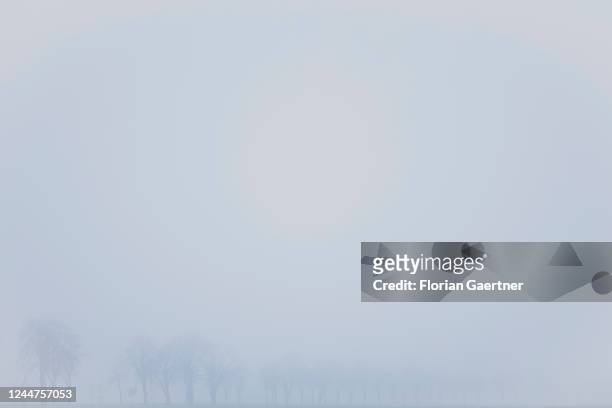 An avenue is pictured during foggy weather on November 13, 2022 in Waldhufen, Germany.