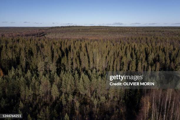 This aerial view shows the Boreal Forest, above The Arctic Circle in Finnish Lapland on October 6 where during the last 20 years Scandinavian Arctic...