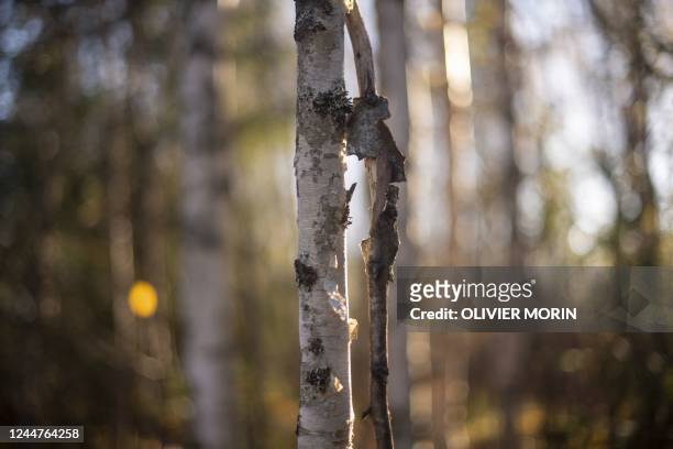 Detail of a scarred tree standing in a dense forest, above The Arctic Circle, in Finnish Lapland near Kumpu on October 7 where during the last 20...