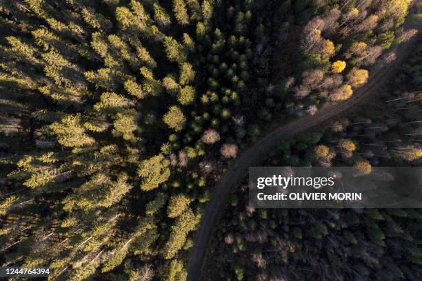 This aerial view shows the Boreal Forest, above The Arctic Circle in Finnish Lapland on October 6 where during the last 20 years Scandinavian Arctic...