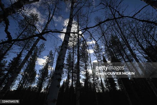 This general view shows a dense forest, above The Arctic Circle, in Finnish Lapland near Kumpu on October 7 where during the last 20 years...