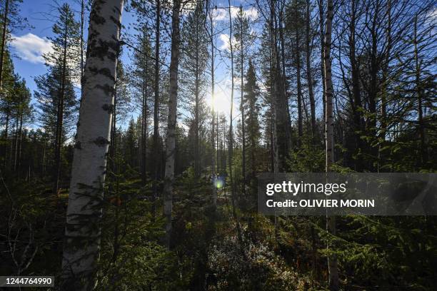 This general view shows a dense forest, above The Arctic Circle, in Finnish Lapland near Kumpu on October 7 where during the last 20 years...