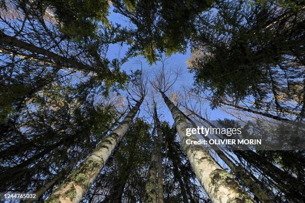 The tops and trunks of scarred trees stand in a dense forest, above The Arctic Circle, in Finnish Lapland near Kumpu on October 7 where during the...